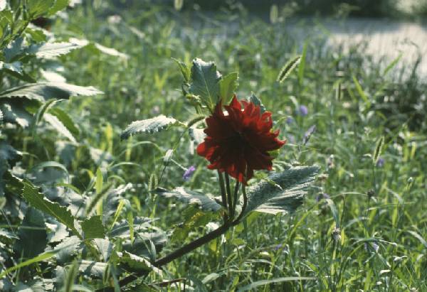 hz005HangDa flower in dorm drive 2.jpg 46.6K