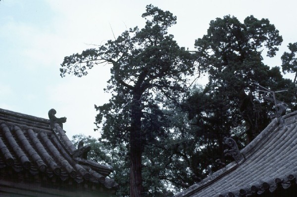 Confucius temple, roofs with antenna.jpg 75.8K