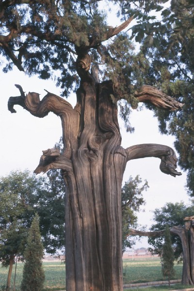 Odd tree on road to Confucius temple.jpg 84.8K